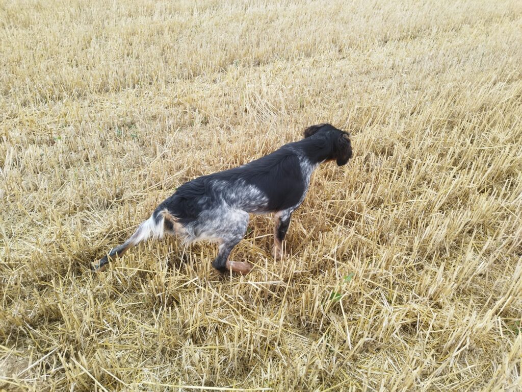épagneul breton en action élevage familial belgique