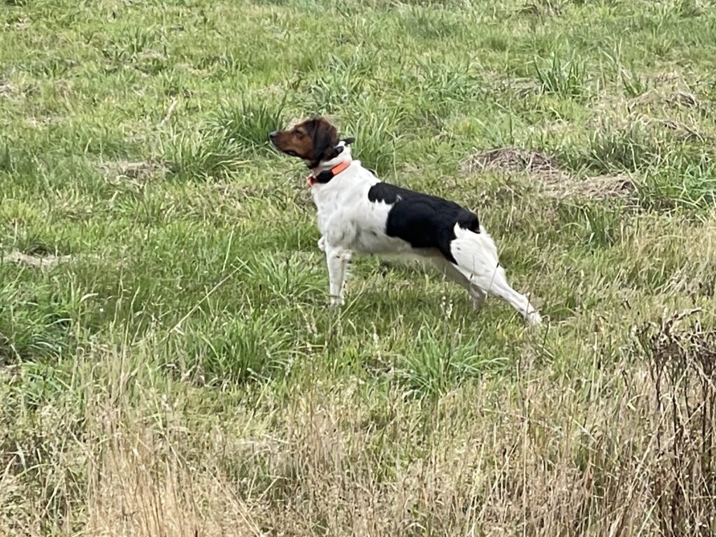 épagneul breton en action élevage familial belgique
