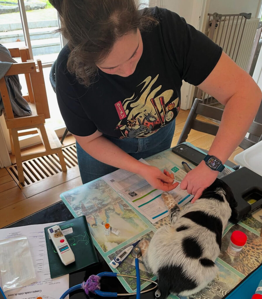 Épagneul Breton – élevage de la Vallée d’Anogrune Belgique
